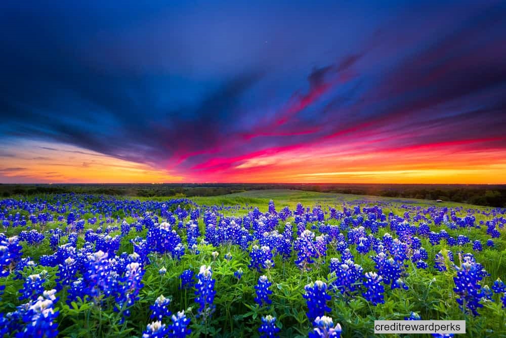 red sky over flowers